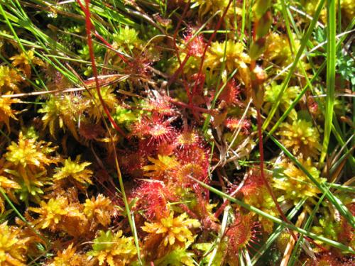 Drosera