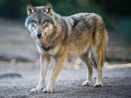 Loups du Gévaudan